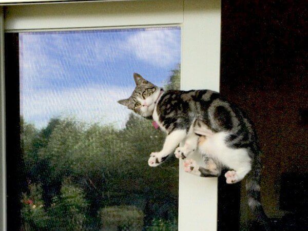 Pet Solutions Pet Resistant Screens